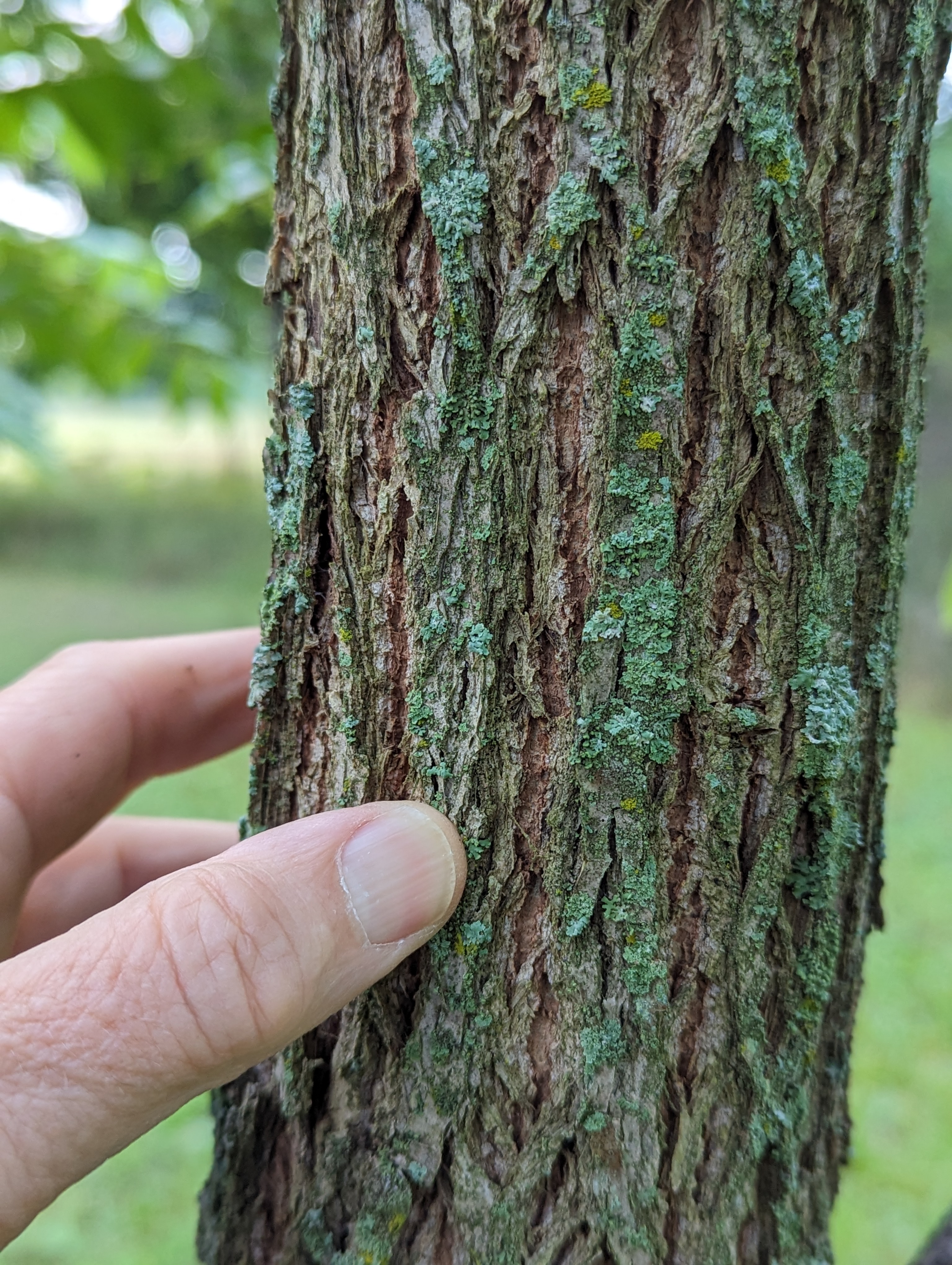 Black walnut bark on a young tree.